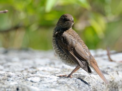 Luscinia luscinia, Thrush Nightingale, Nktergal 