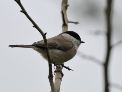 Parus palustris, Marsh Tit, Entita 