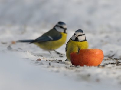 Parus caeruleus, Blue Tit, Blmes