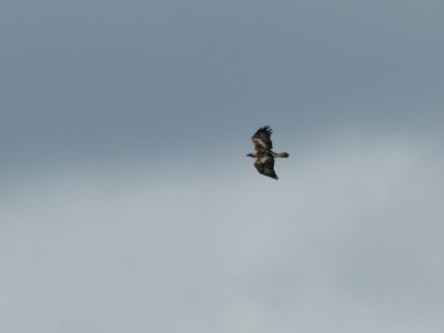 Aquila chrysaetos