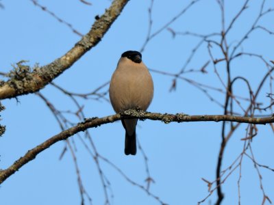 Pyrrhula pyrrhula, Bullfinch, Domherre