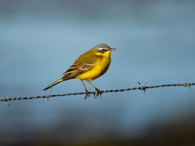 Motacilla flava