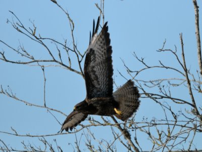 Buteo buteo, Common Buzzard, Ormvrk