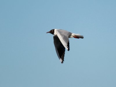 Larus ridibundus, Black headed gull, Skrattms