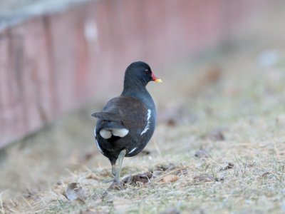 Rallus aquaticus-Fulica atra, Water Rail- Eurasian Coot