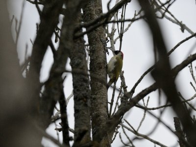 Picus viridis, Green woodpecker Grngling