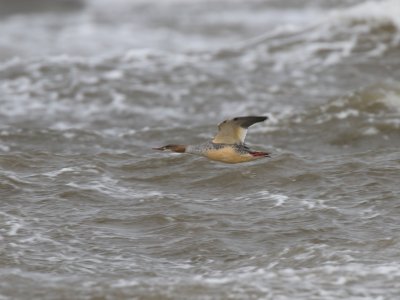 Mergus merganser, Goosander, Storskrake