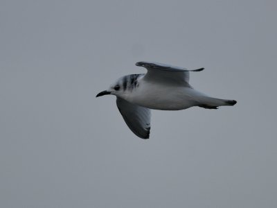 Rissa tridactyla, Black-legged Kittiwake, Tretig ms