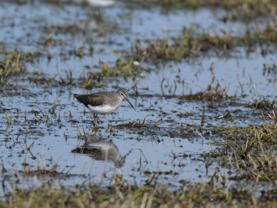 Tringa ochropus, Green Sandpiper, Skogssnppa 