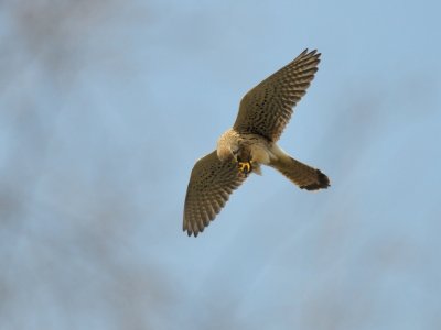 Falco tinnunculus
