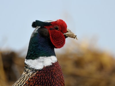 Phasianus colchicus, Common Pheasant, Fasan 