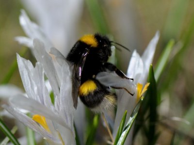 Bombus lucorum, Ljus jordhumla