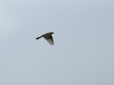 Anthus richardi