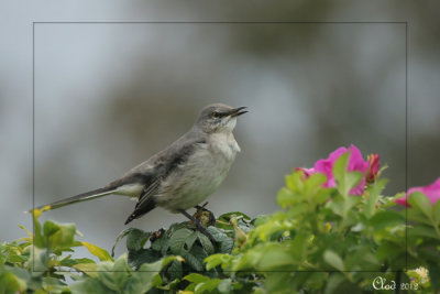 Moqueur polyglotte - Northern Mockingbird