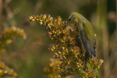 Tangara carlate (femelle) - Scarlet Tanager (female) 