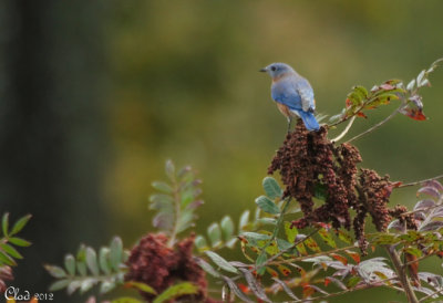 Merlebleu de l'est - Eastern Bluebird