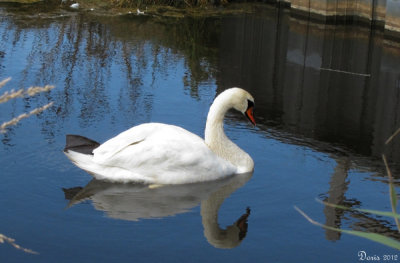 Cygne tubercul - Mute Swan