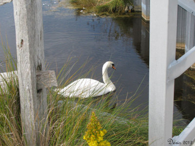 Cygne tubercul - Mute Swan