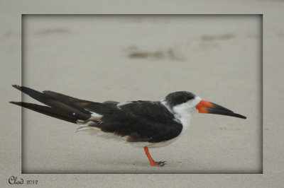 Bec-en-ciseaux noir - Black Skimmer