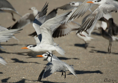 Envolée de Sternes royales avec une Forster en arrière-plan - Royal Terns with a Forster in the background