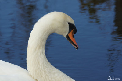 Cygne tubercul - Mute Swan