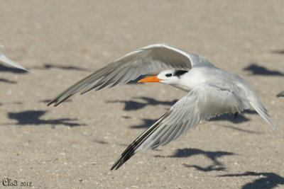 Sterne royale - Royal Tern