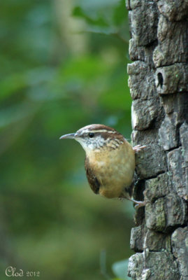 Troglodyte de Caroline - Carolina Wren