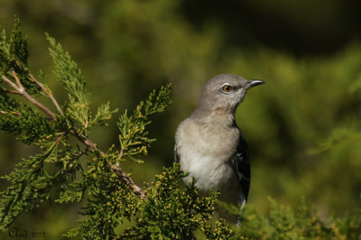 Moqueur polyglotte - Northern Mockingbird