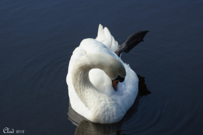 Cygne tubercul - Mute Swan