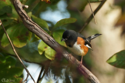 Tohi à flancs roux - Eastern Towhee