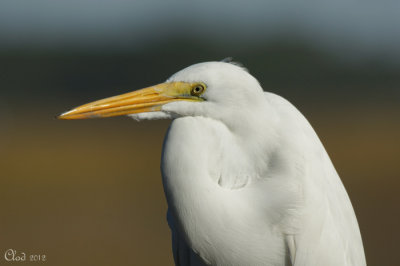 Grande aigrette - Great Egret