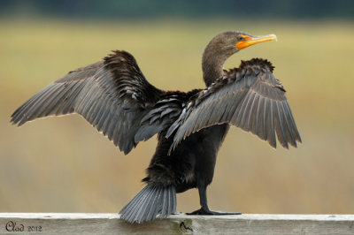 Cormoran  aigrettes - Double-crested Cormorant 