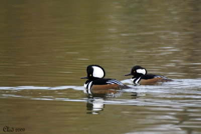 Harles couronns - Hooded Merganser