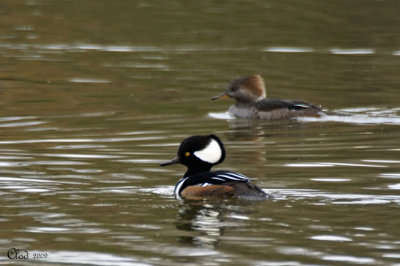 Harles couronns - Hooded Merganser