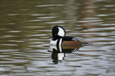 Harle couronn - Hooded Merganser