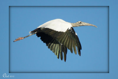 Tantale d'Amrique - Wood Stork