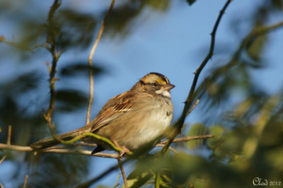 Bruant  gorge blanche - White-throated Sparrow