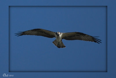 Balbuzard - Osprey 