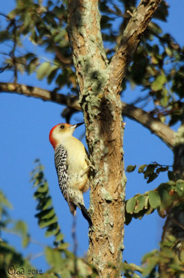 Pic  ventre roux - Red-bellied Woodpecker