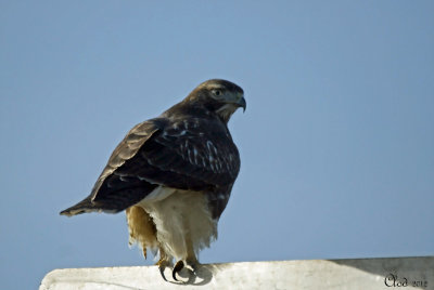 Buse  queue rousse - Red-tailed Hawk juvenile