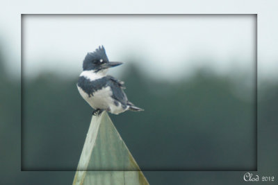 Martin-pcheur dAmrique - Belted Kingfisher
