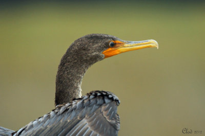 Cormoran  aigrettes - Double-crested Cormorant 