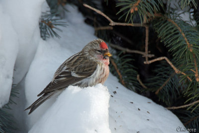 Sizerin flamm - Common Redpoll