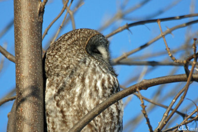 Chouette lapone - Great Gray Owl