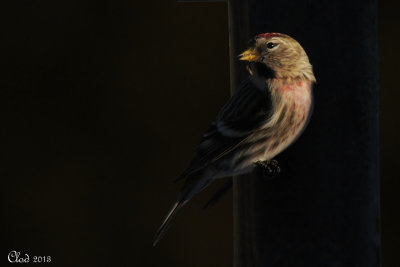 Sizerin flamm - Common Redpoll