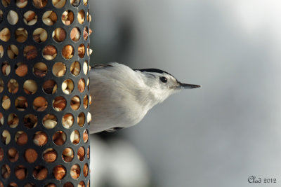 Sittelle  poitrine blanche - White breasted Nuthatch