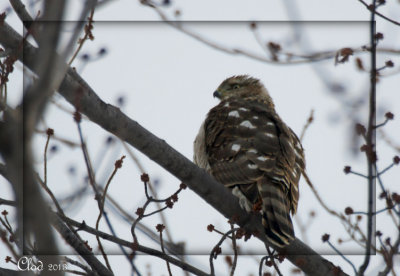 pervier de Cooper - Cooper's Hawk (juvenile)