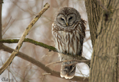 Chouette raye - Barred Owl