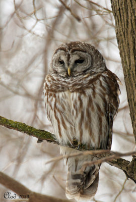 Chouette raye - Barred Owl