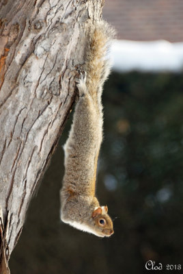 Écureuil gris acrobate - Very acrobatic squirrel